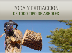 Poda y extracción de todo tipo de árboles